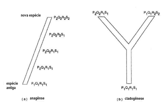FIGURA 1.2 (a) Na anagênese, uma linhagem única existente passa por uma modificação gradual em suas características. (b) Na cladogênese, uma linhagem parental se divide em duas (ou mais) linhagens.