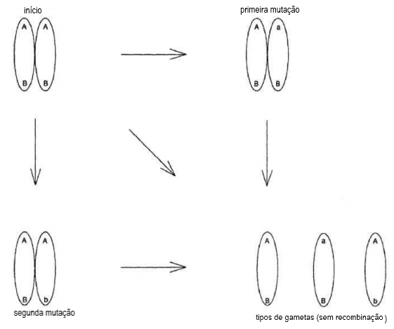 FIGURA 1.4 Formação de gametas sem recombinação. Observe que nenhum gameta contém <em>a</em> e <em>b</em> ao mesmo tempo.