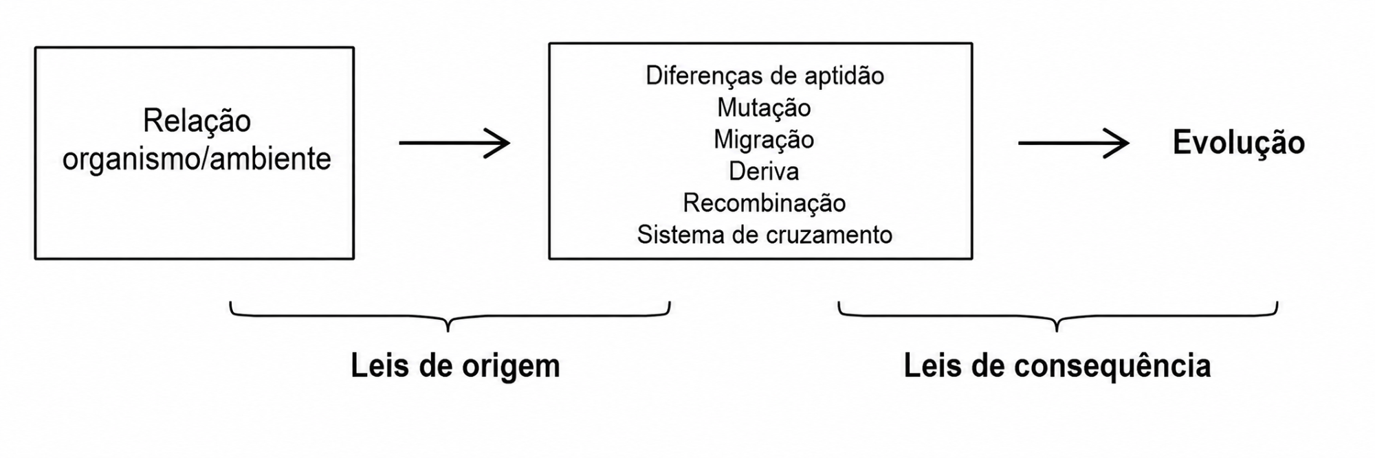 Figura 1.5 Os modelos na biologia evolutiva fornecem tanto leis de origem quanto leis de consequência para as causas da evolução.
